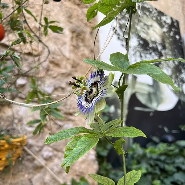 Vero vagh 12, cours théodore bouge à Salernes